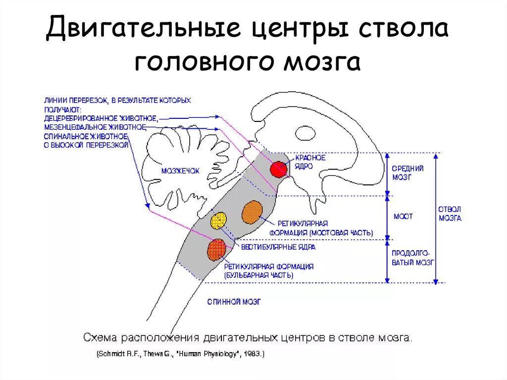 Структура и функции ствола мозга. Двигательные ядра головного мозга. Строение ядер ствола головного мозга. Двигательные ядра ствола мозга. Ядра ствола мозга функции.