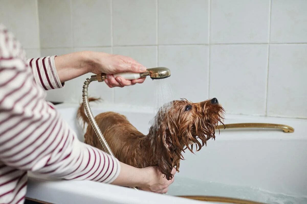 Можно мыть собаку человеческим шампунем. Мытье собаки. Собаку моют. Собака моется. Помывка собаки.