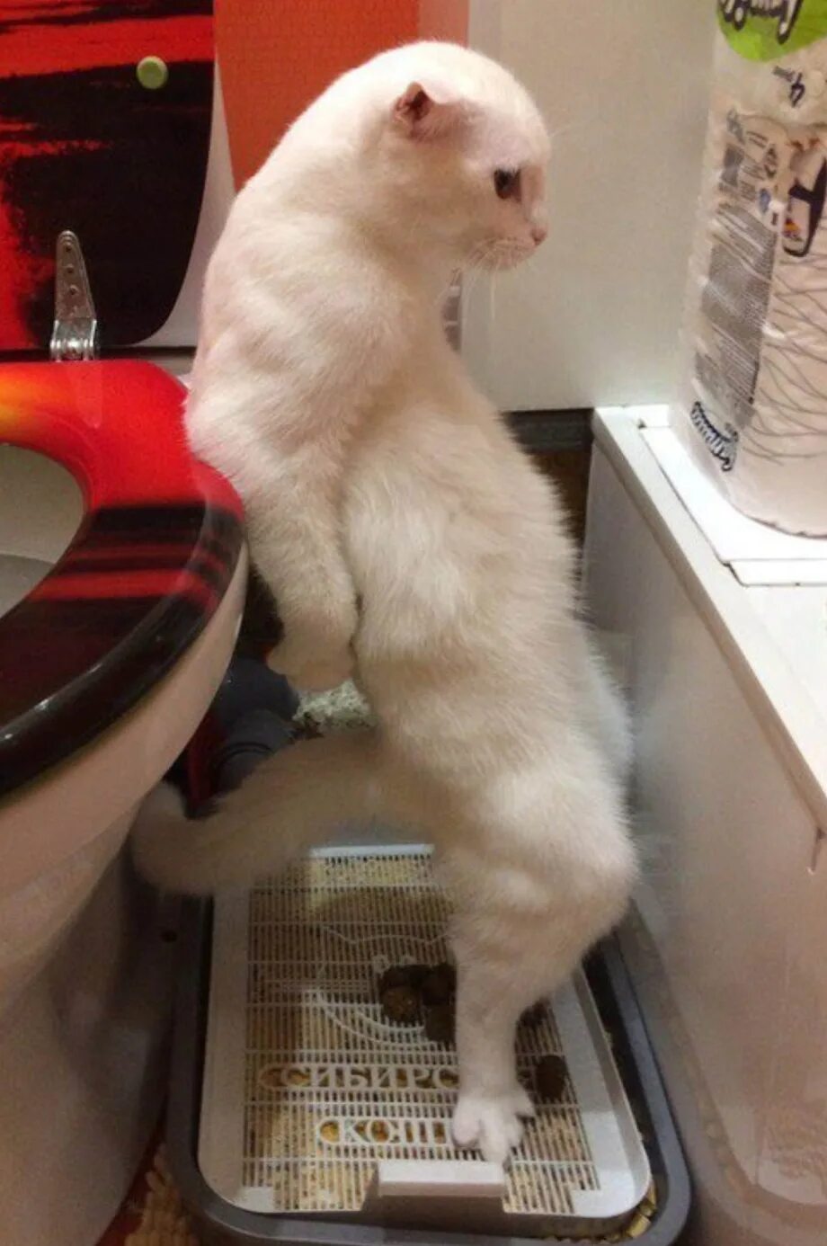 Кот в туалете. Кошка писает стоя. Кот гадит стоя. Кот какает стоя. Котики которые в туалете.