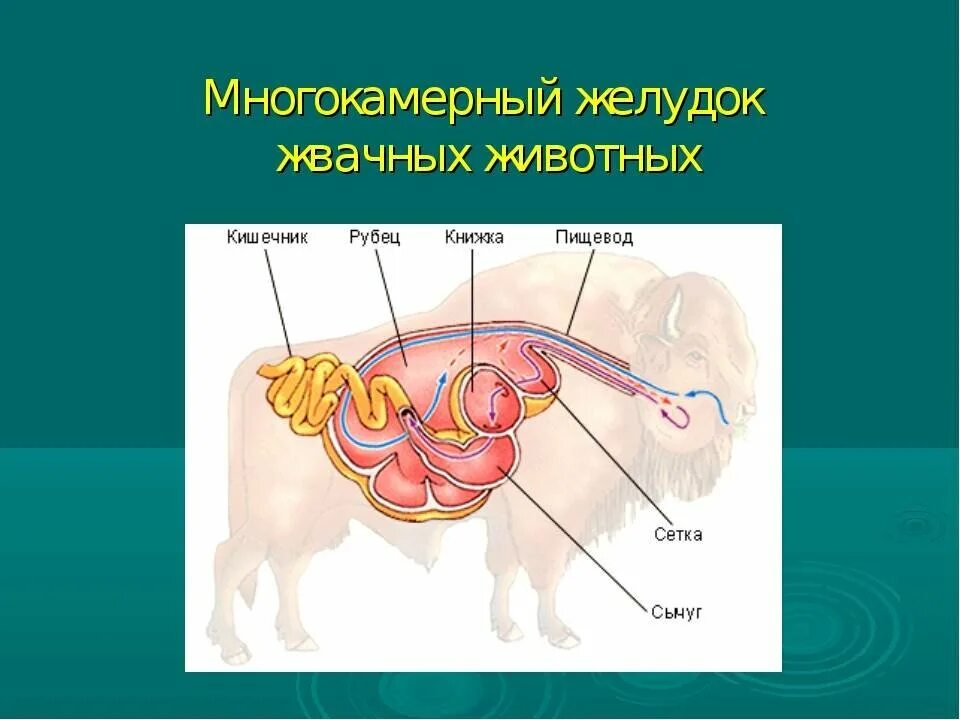 Желудок жвачного млекопитающего