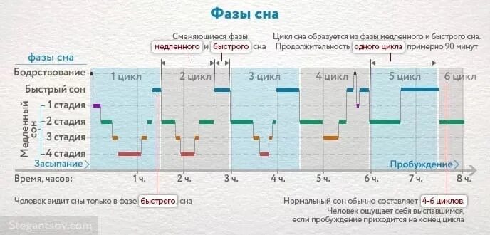 Сон циклы фазы и стадии. Продолжительность фазы медленного сна. Фазы сна по часам таблица. Быстрый и медленный сон график фаз.