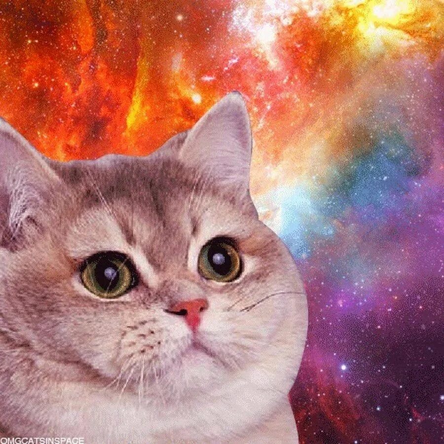 Котик хехе