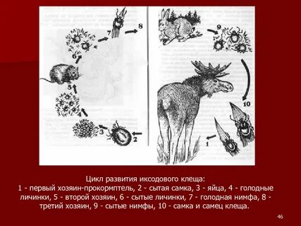Цикл развития клещей
