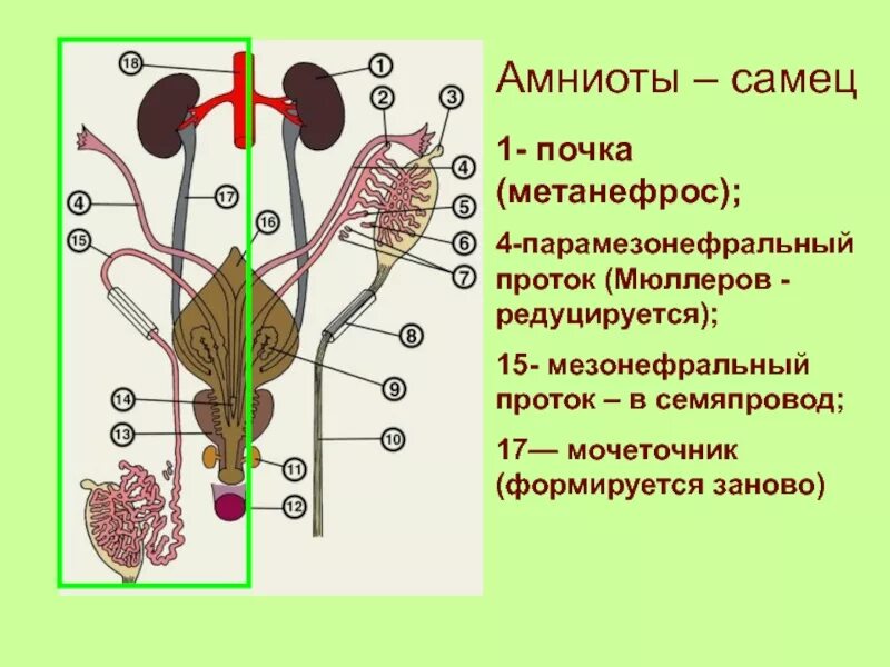 Животные с 1 почкой