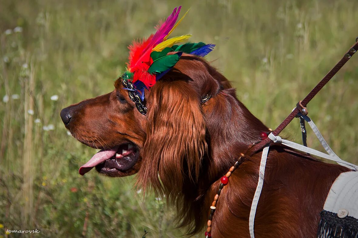 американская индейская собака. собака-индеец. собака-индеец. собака-индеец. крутые животные арт.