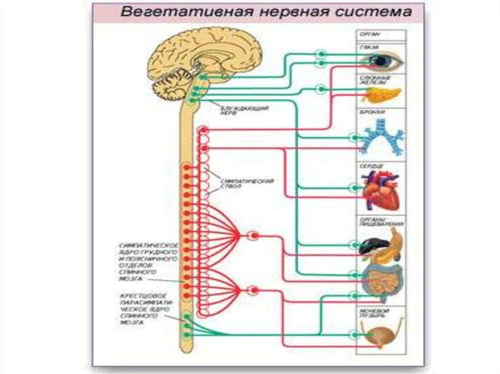 Вегетативные нужны для. Вегетативная нервная система схема спинного мозга. Парасимпатическая нервная система схема. Схема симпатической и парасимпатической нервной системы. Автономный вегетативный отдел нервной системы 8 класс.