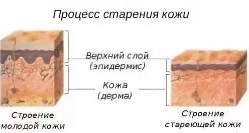 Процесс старения 5 букв. Процесс старения кожи. Старение клеток кожи. Изменение структуры кожи. Старение эпидермиса кожи.