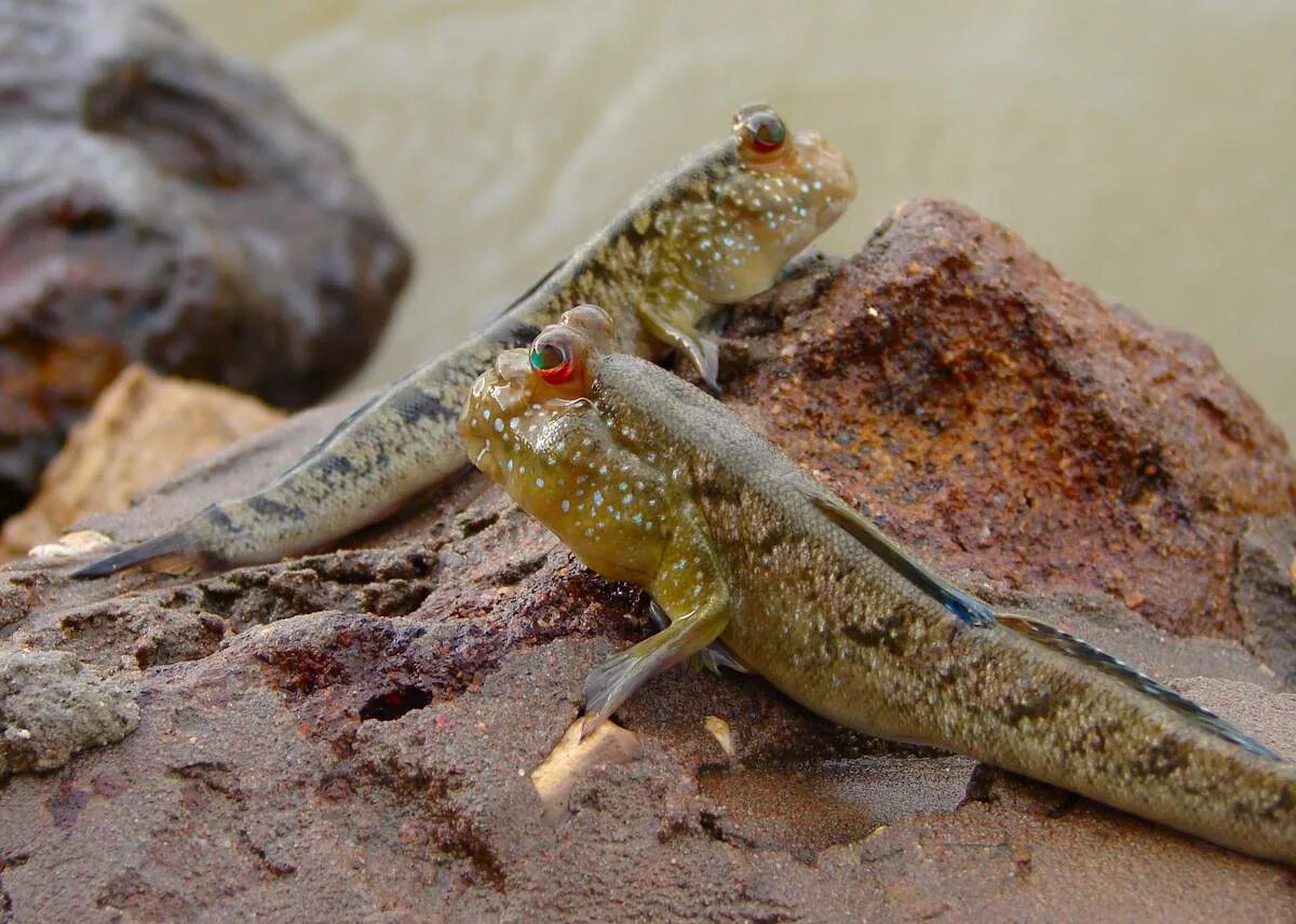 Туко-туко животное южной америки. Животных млекопитающих которые живут в воде. Рыбка илистый прыгун. Двоякодышащие рыбы. Преимущественно на суше обитают.