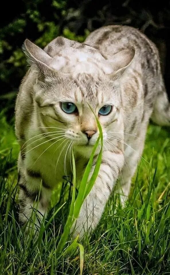 Cat Feline Animal - Free photo on Pixabay Fun facts about cats, Cute cats, Anima