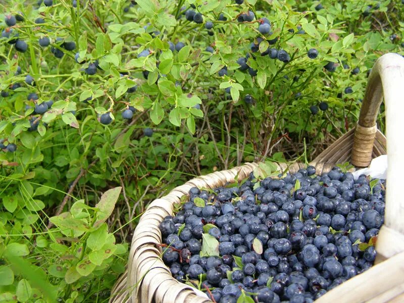 Голубика vaccinium uliginosum l. Голубика высокорослая нортланд. Черника ягода садовая. Голубика сорт дюк. Голубика садовая крупномеры.