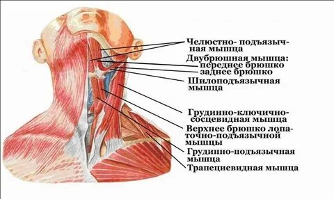 Болит шея горло с правой стороны