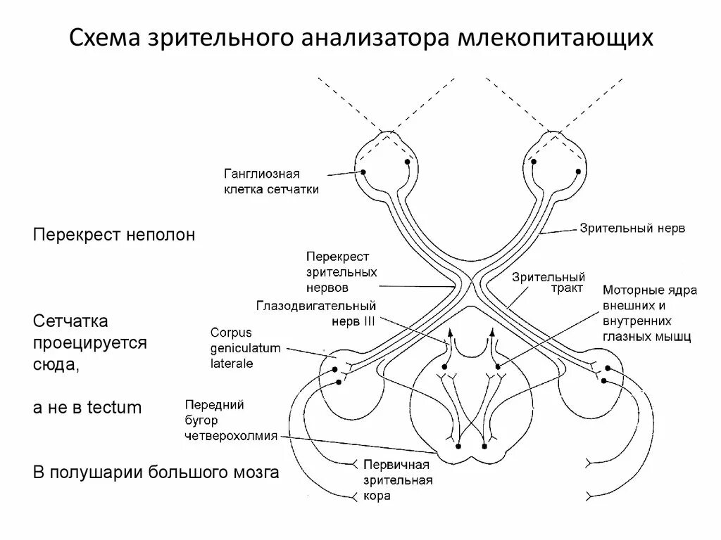 Зрительный нерв образован. Проводниковый отдел зрительного анализатора схема. Структурно-функциональная схема зрительного анализатора. Схема строения глазного анализатора. Перекрест зрительного нерва анатомия.