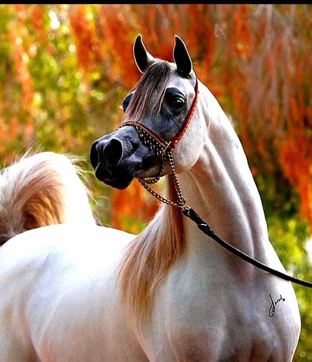 Арабская чистокровная сиглави. Арабская лошадь (арабский скакун). Лошади породы арабская чистокровная. Арабская порода лошадей сиглави. Арабская лошадь купить