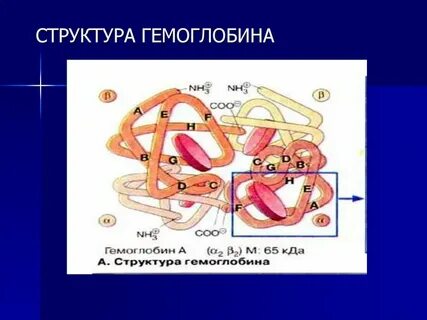 Гемоглобин состав