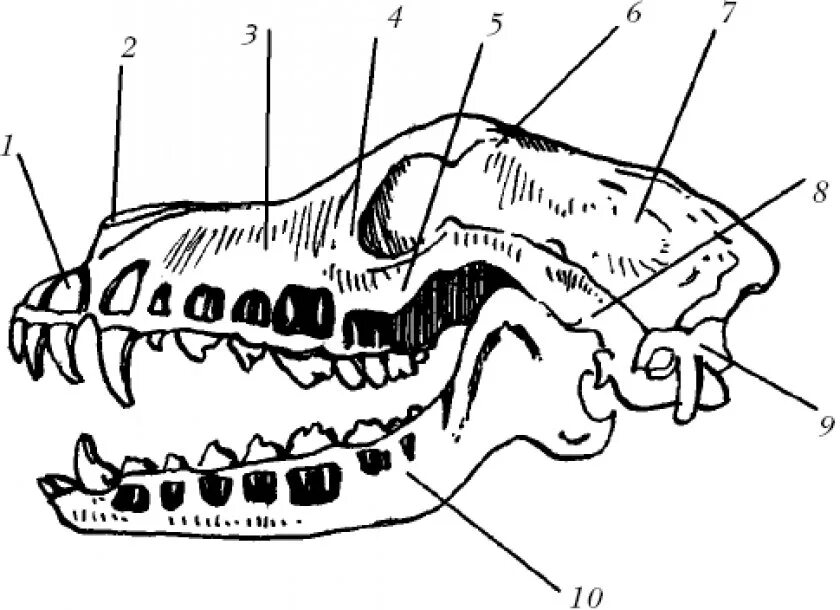 Зубная система млекопитающих анатомия. Зубная система собаки вид сбоку. Анатомия костей черепа собаки.