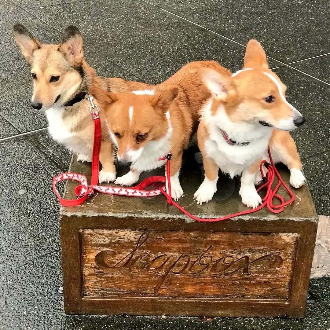 Дай корги. Шотландский корги. лысый корги. корги с арбузом. корги агрессия.