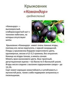 Крыжовник сорта характеристика