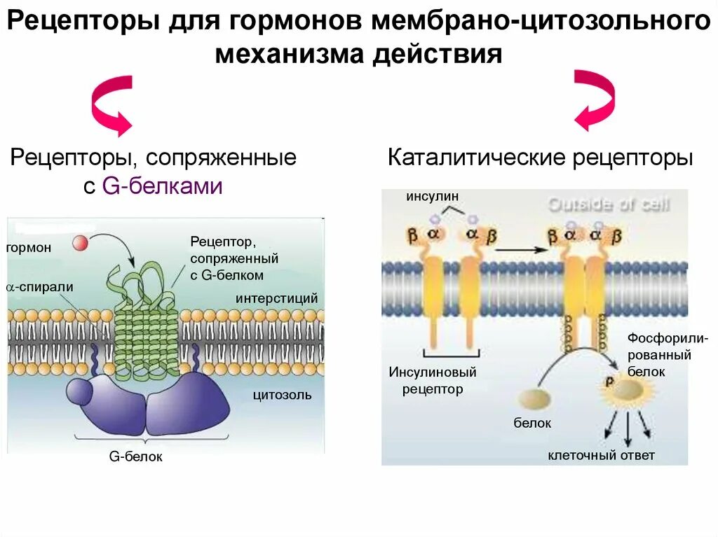 Мембранно-внутриклеточный механизм действия гормонов. Каталитические рецепторы. Рецепторы гормонов. Рецепторы инсулина механизм.