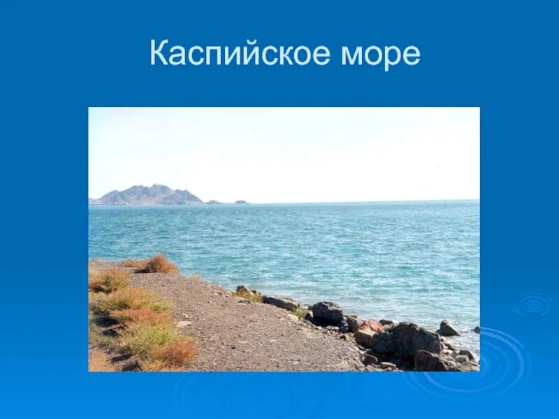 Звери расскажи что моря не