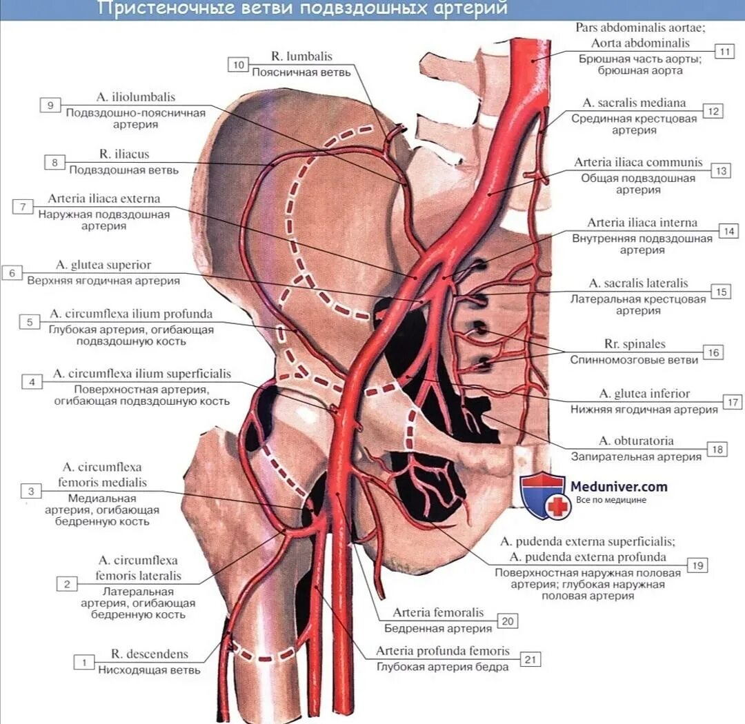Глубокая артерия огибающая подвздошную кость. Бедренная артерия анатомия человека. Наружная подвздошная артерия анатомия. Ветви внутренней подвздошной артерии схема. Кровообращение малого таза у женщин