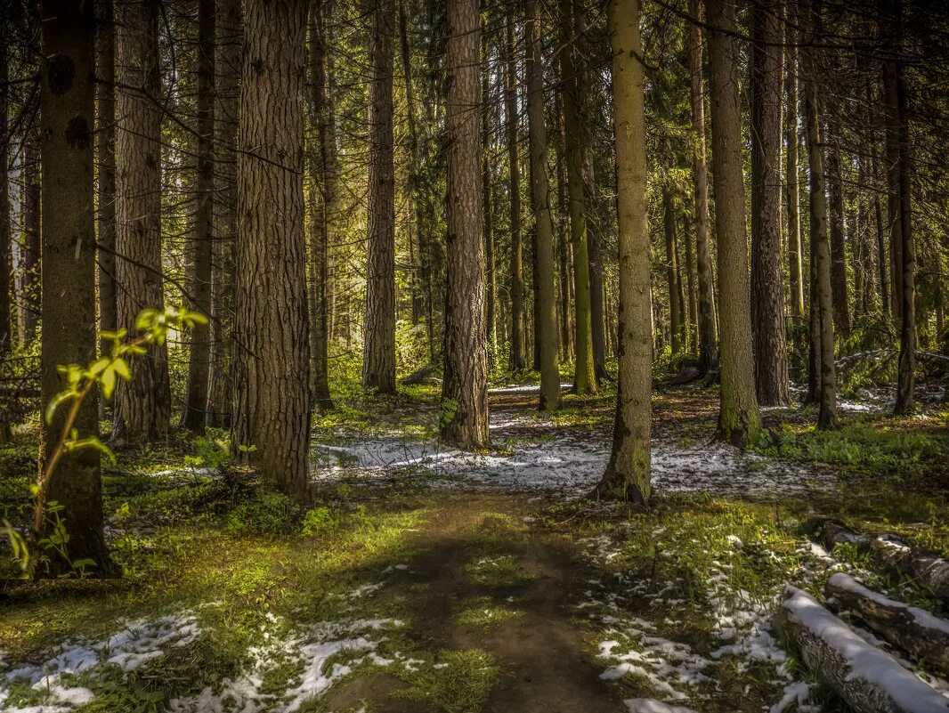 юный лес в зеленый. зеленая весенняя дымка леса. лес картинки для презентации. юный лес в зеленый. лесные работы.