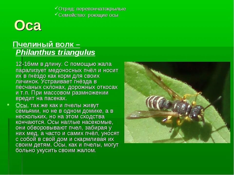 Насекомые с описанием. Оса насекомое описание. Доклад про осу. Оса краткое описание.