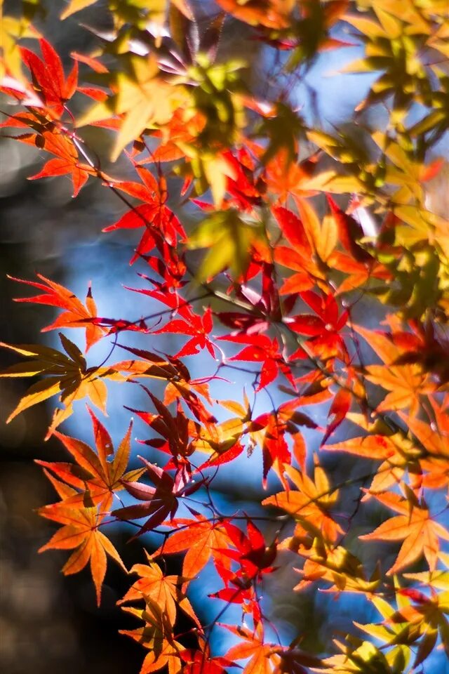 Осенние заставки на телефон. Красивые листья. Красивые картинки осени на телефон вертикальные. Красивые картинки осени на телефон вертикальные. Осенняя заставка.