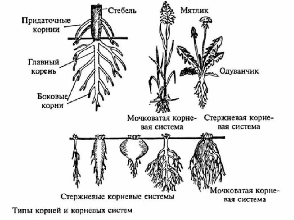 Тест по теме корневая система