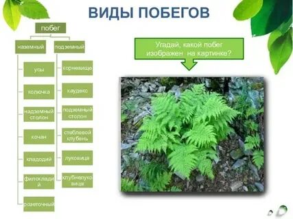 Виды убежишь