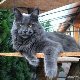 Голубой кун