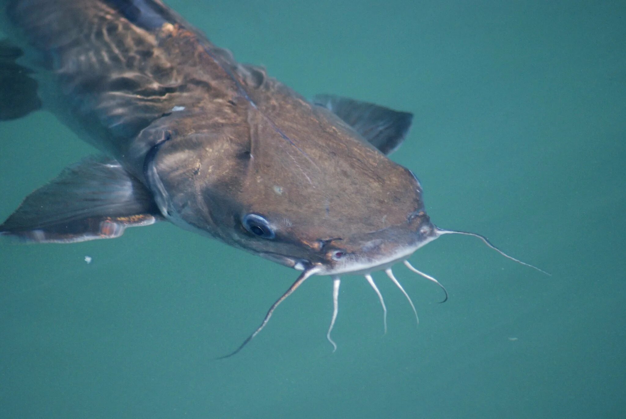 Турк ру сом 12. Catfish рыба. Морской сомик рыба. Сомик Донской. Оливковый сомик гигант.