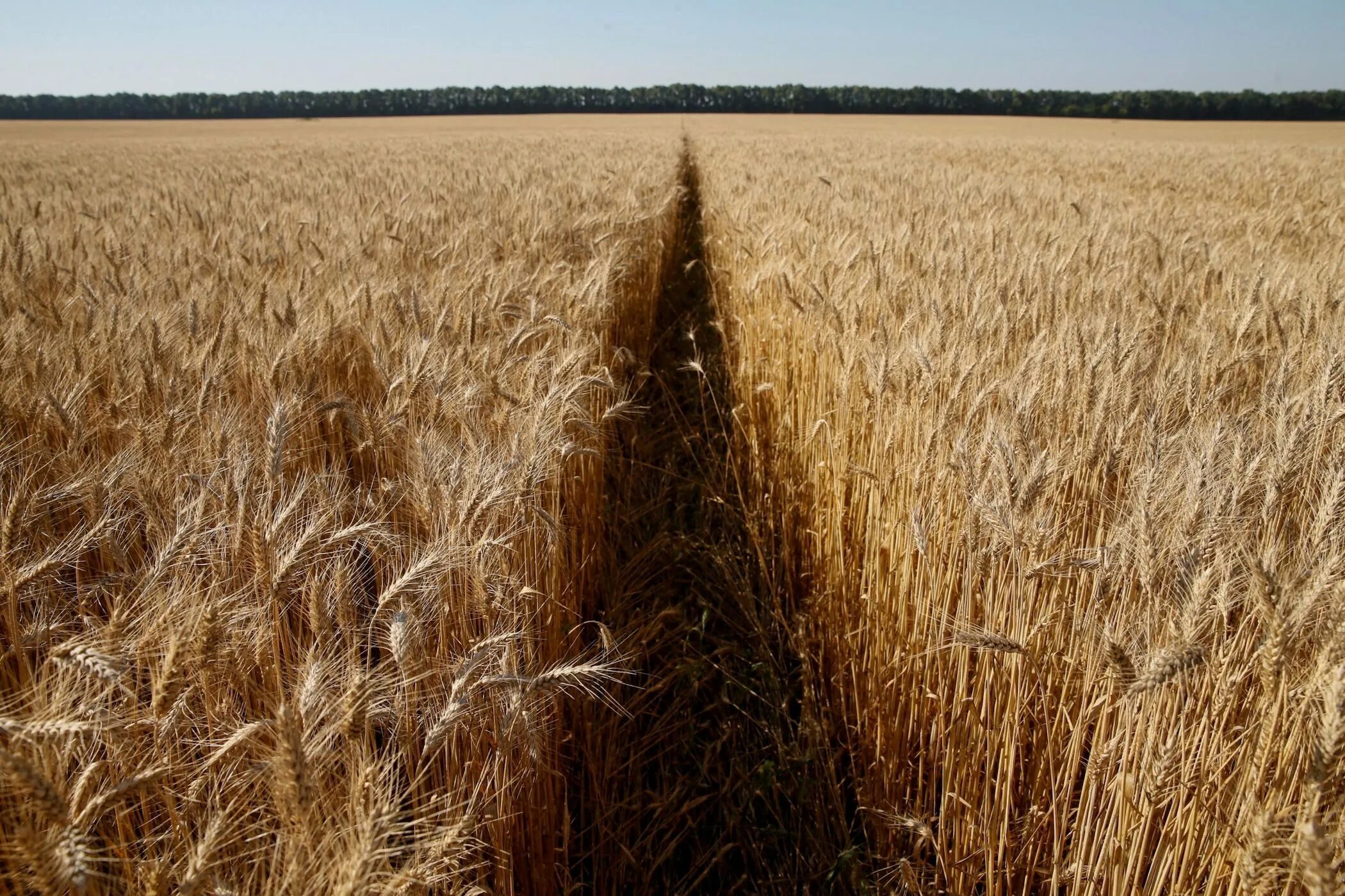 In northern india they harvest their wheat. Россия пшеница. Экспорт пшеницы Россия. Розы пшеница.