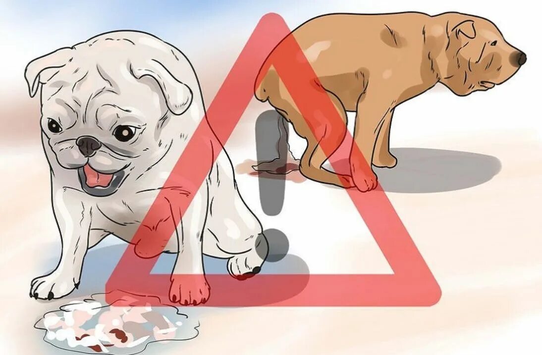 Как остановить рвоту у собаки