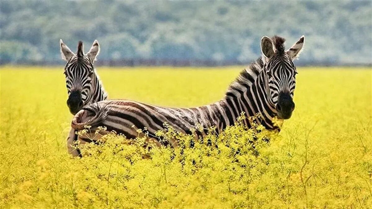 Заповедник в херсонской области аскания нова. Аскона нова заповедник. Дендрарий аскания нова. Парк аскания нова. Аскания нова 2023.