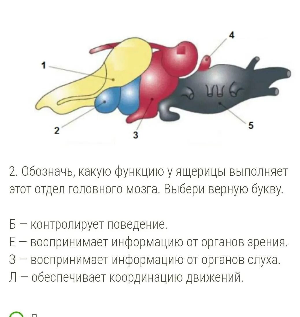 У млекопитающих функцию осязания выполняют ответ