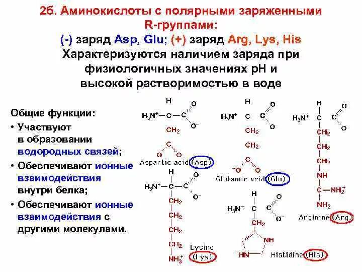 Связи между радикалами аминокислот. Какие аминокислоты могут образовывать водородные связи. аминокислоты участвующие в образовании водородных связей. радикалы аминокислот участвуют в образовании. водородные связи между радикалами аминокислот.