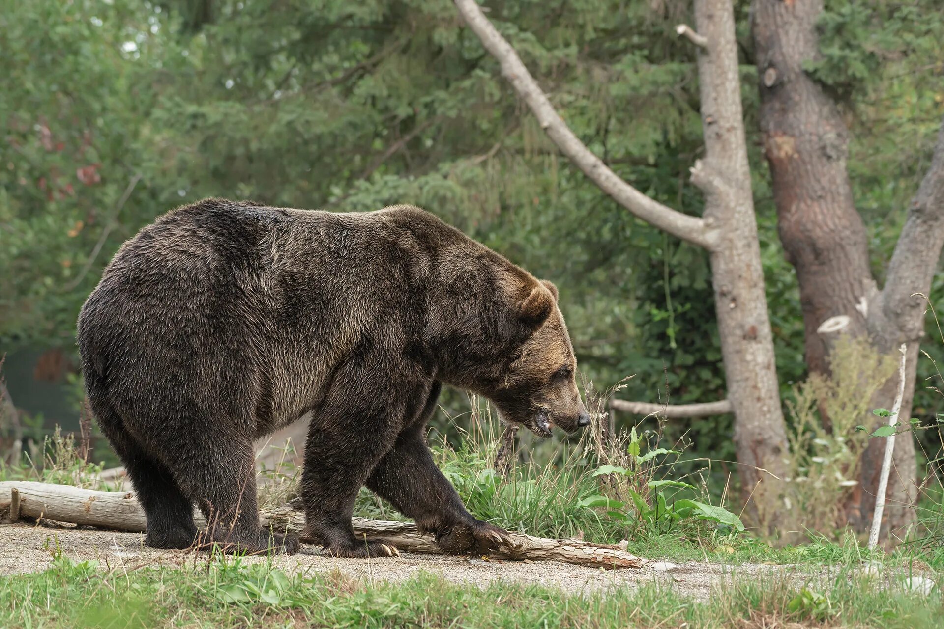 Bears walk