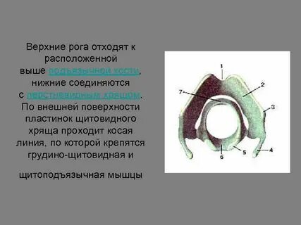 Верхние рога