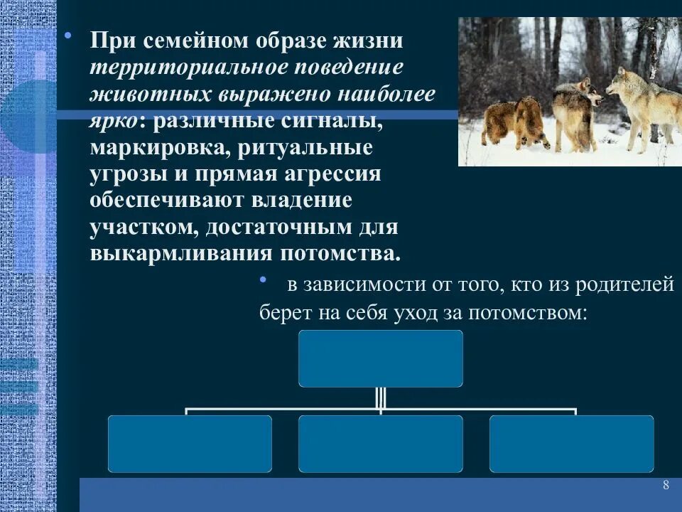 Как ведут образ жизни животные. Территориальное поведение животных. Территориальное поведение примеры. Территориальное поведение животных примеры. Территориальное поведение млекопитающих.