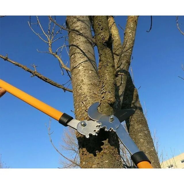 Обрезка деревьев сучкорезом