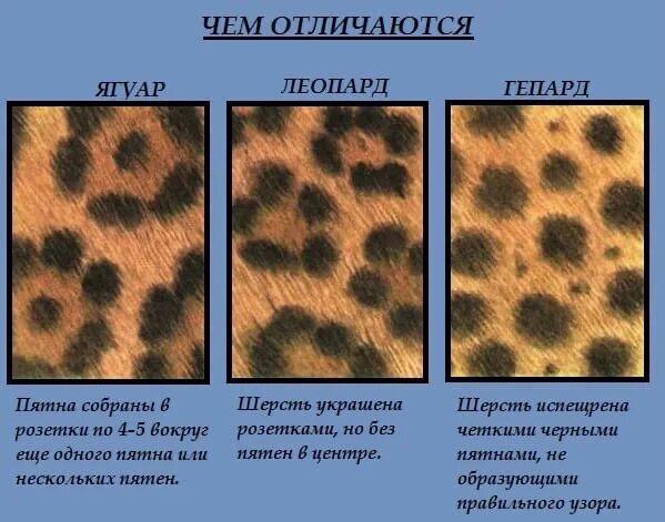 Размер пятна. Ягуар леопард гепард отличия. Отличие пятен гепарда леопарда и ягуара. Окрас леопарда и гепарда и ягуара различия. Разница в пятнах леопард гепард.