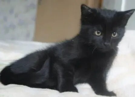 Взять котенка 2 месяца