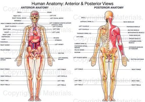 Расположение внутренних органов у мужчин со спины 16.109 Internal head anatomy Gambar, Foto Stok & Vektor Shutterstock