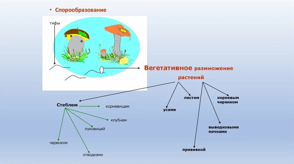 Спорообразование и Веге. Спорообразование у растений. Бесполое вегетативное размножение растений. Спорообразование и вегетативное размножение