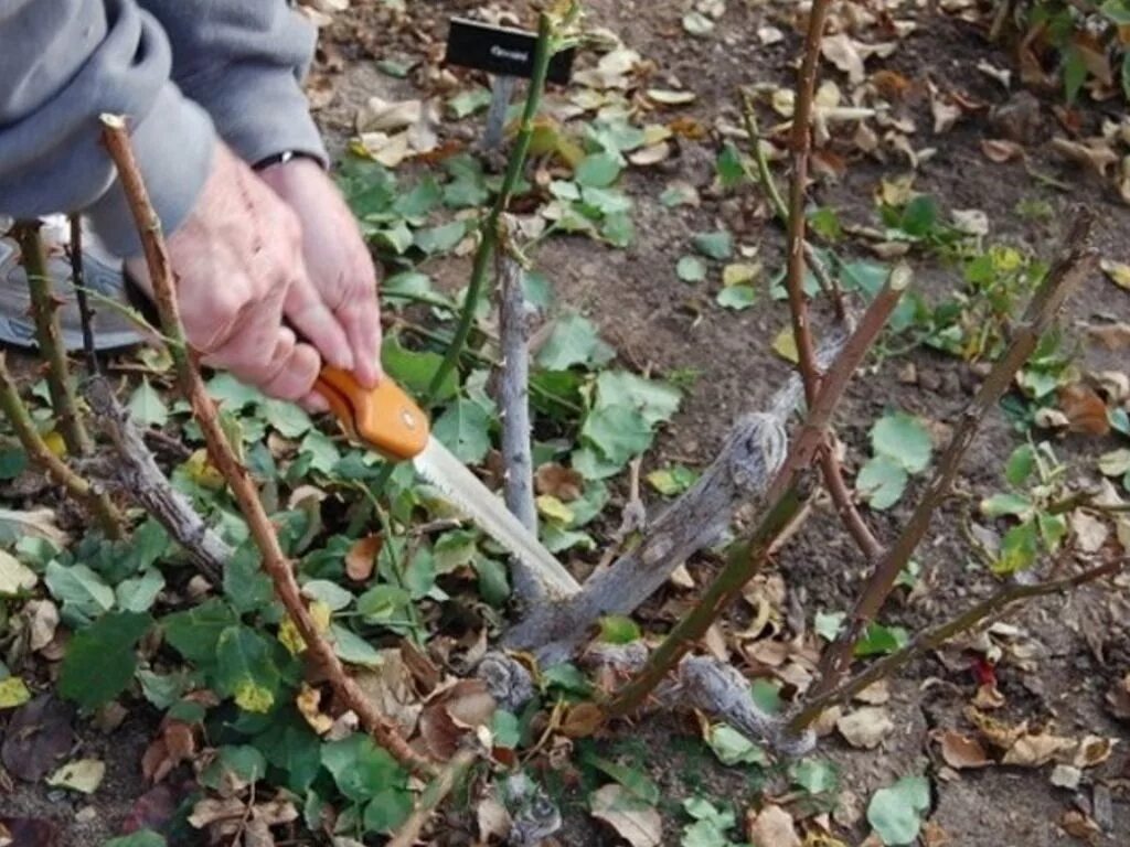 Розы весной после зимовки уход подкормка обработка. Розы после зимы. Обрезка роз после зимы. Обрезка роз весной после зимы. Санитарная обрезка роз.