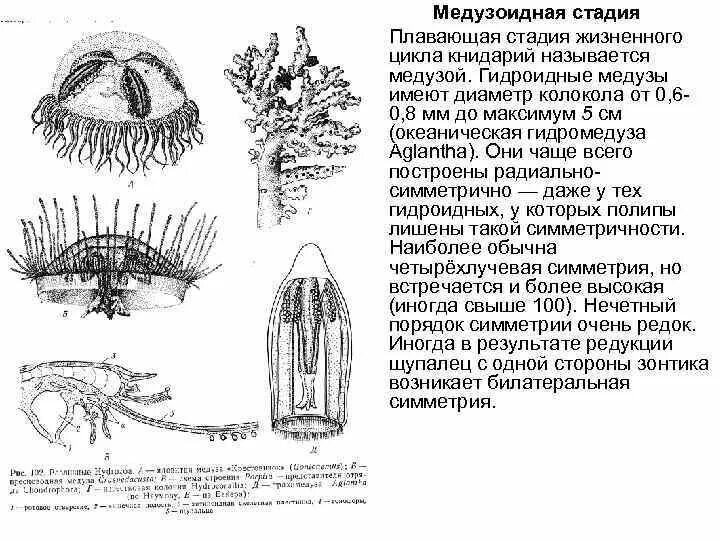 Полип книдарии строение. Медузоидная стадия. Жизненный цикл гидроидного полипа. Жизненный цикл книдарий.