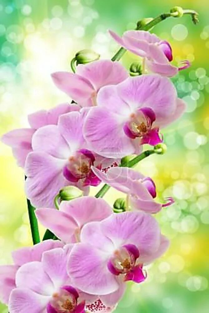 Заставки на телефон вертикальные цветы. Цветок орхидеи. Красивые орхидеи. Нежные орхидеи. Нежный цветок.