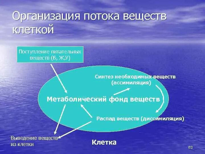 Потоки энергии и информации. Организация потоков вещества в клетке. поток веществ и энергии в клетке. поток информации энергии и вещества в клетке. организация потока вещества и энергии в клетке.