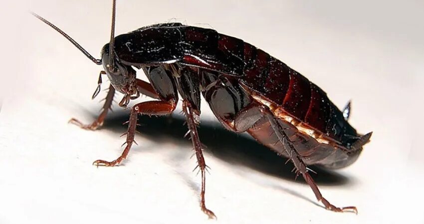 Жуки похожие на черных тараканов. Blatta orientalis таракан. Черный Восточный таракан (Blatta orientalis). Чёрный таракан Таракановые. Жук Прусак.