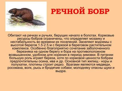 Речной бобр красная